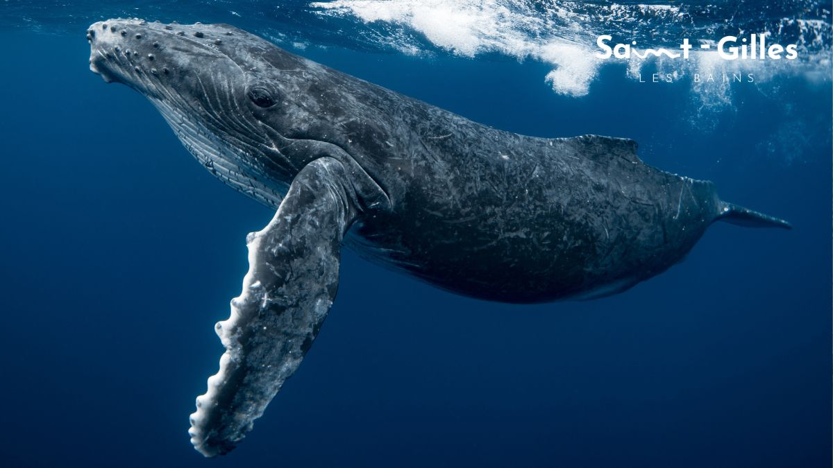 Moustache, la baleine qui fascine