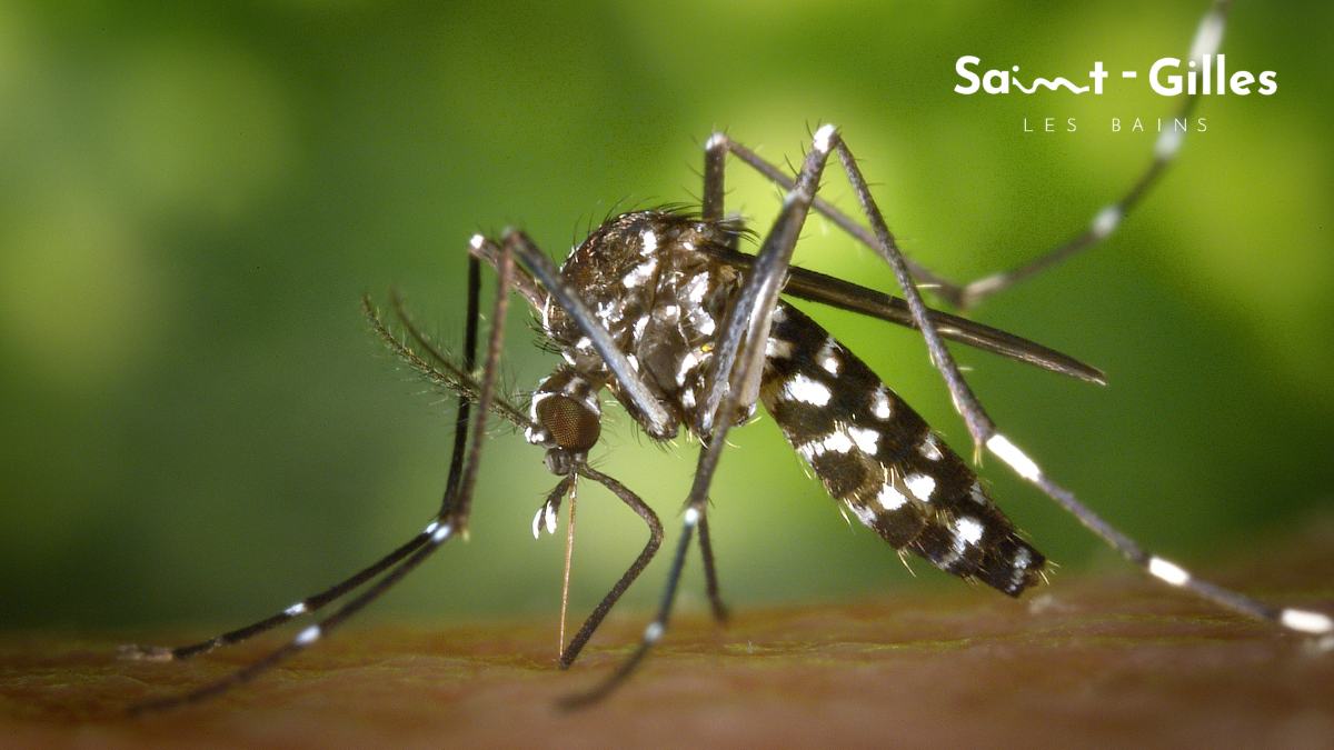 Cas de chikungunya à Saint-Gilles les Bains